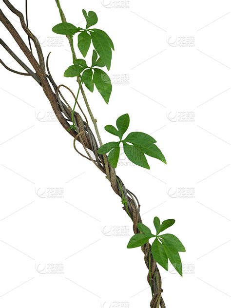 藤蔓植物種類